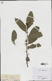 spécimen de Laurus nobilis