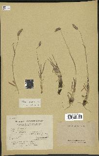 spécimen de Phleum pratense