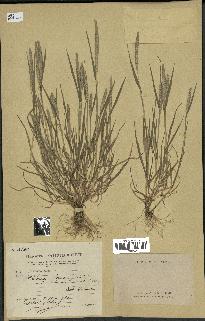 spécimen de Phleum tenue