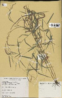 spécimen de Digitaria sp.