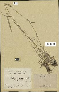 spécimen de Phleum boehmeri