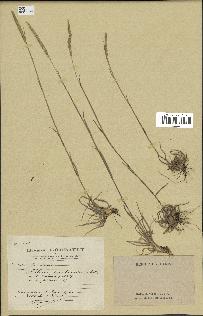 spécimen de Phleum boehmeri