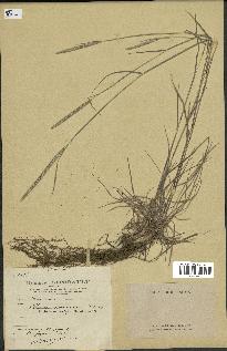 spécimen de Phleum boehmeri