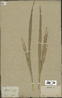 spécimen de Oryza sativa