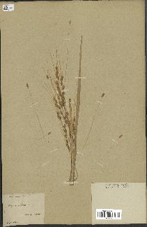 spécimen de Oryza sativa