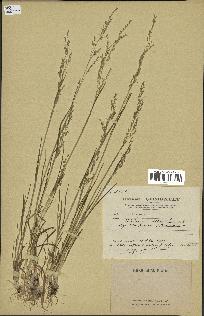 spécimen de Milium vernale