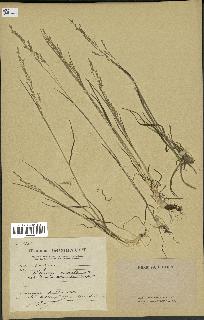 spécimen de Milium vernale