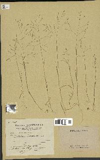 spécimen de Milium vernale