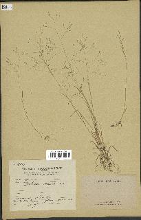 spécimen de Milium vernale