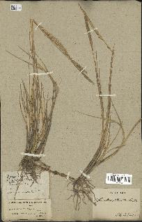 spécimen de Spartina maritima