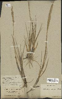spécimen de Spartina maritima