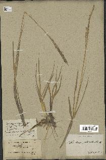 spécimen de Spartina maritima
