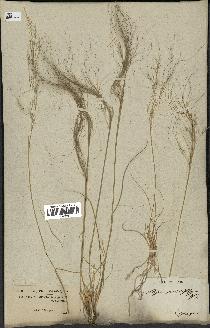 spécimen de Stipa parviflora