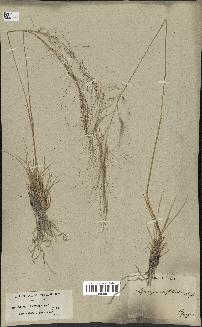 spécimen de Stipa parviflora