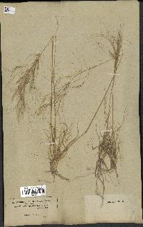 spécimen de Stipa parviflora