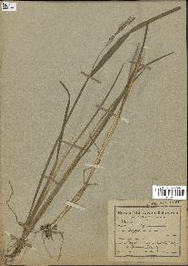 spécimen de Oryza sativa