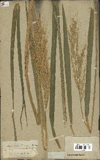spécimen de Oryza sativa