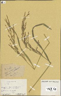 spécimen de Oryza sativa