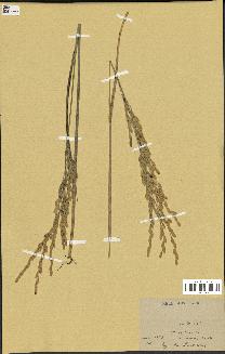 spécimen de Oryza sativa