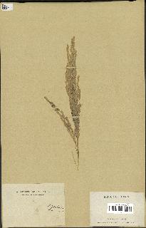 spécimen de Oryza sativa