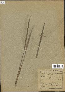 spécimen de Oryza sativa