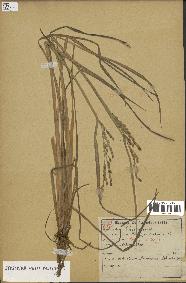 spécimen de Oryza sativa