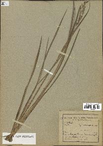 spécimen de Oryza sativa