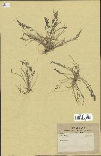 spécimen de Eragrostis sp.