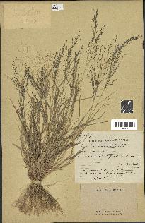 spécimen de Eragrostis pilosa