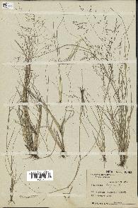 spécimen de Eragrostis lugens