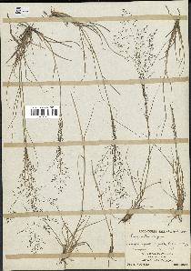 spécimen de Eragrostis lugens