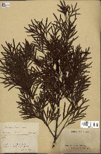 spécimen de Stenocarpus milnei