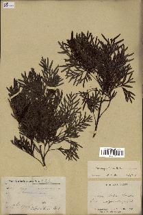 spécimen de Stenocarpus milnei