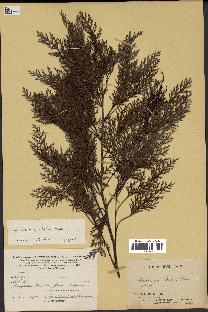 spécimen de Stenocarpus milnei