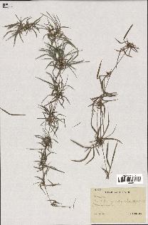spécimen de indet.