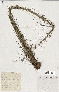 spécimen de Eragrostis sp.