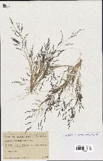 spécimen de Eragrostis pectinacea