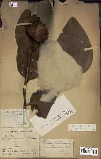 spécimen de Protea madiensis