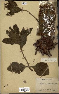 spécimen de Protea madiensis
