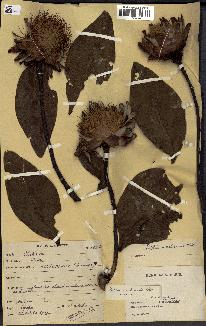 spécimen de Protea madiensis