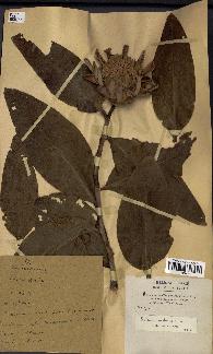 spécimen de Protea madiensis