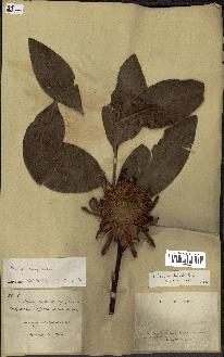 spécimen de Protea madiensis