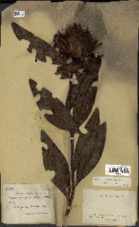 spécimen de Protea madiensis