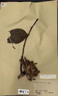 spécimen de Protea madiensis