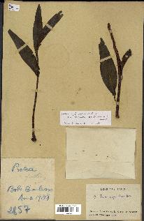 spécimen de Protea madiensis