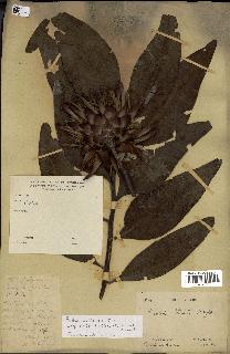 spécimen de Protea madiensis