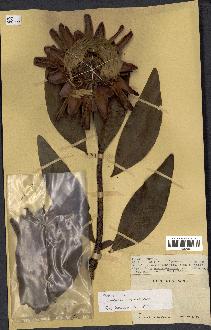 spécimen de Protea madiensis