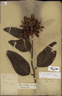 spécimen de Protea madiensis