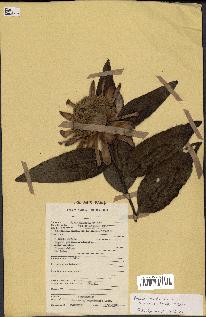 spécimen de Protea madiensis
