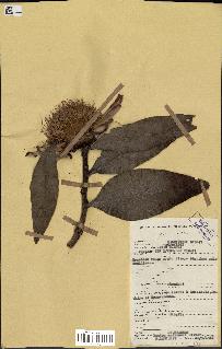 spécimen de Protea madiensis